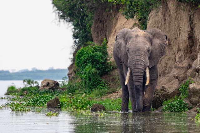 Silverback & Serengeti: A Fast-Paced Three-Country Journey